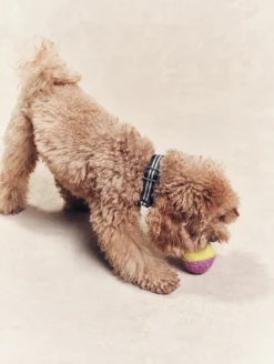 Collier pour chien - Bleu