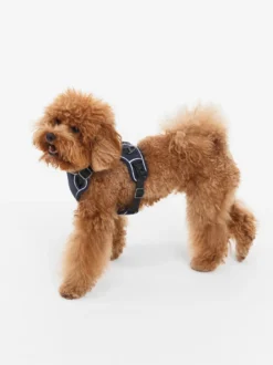 Harnais pour chien - Bleu