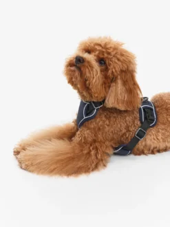 Harnais pour chien - Bleu