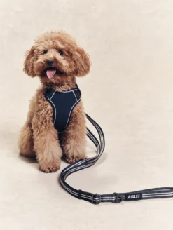 Laisse pour chien - Bleu