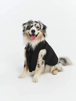 Rainpack™ chaude Repreve® et imperméable pour chien - Noir